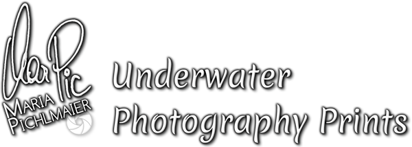 Header Shop Logo
