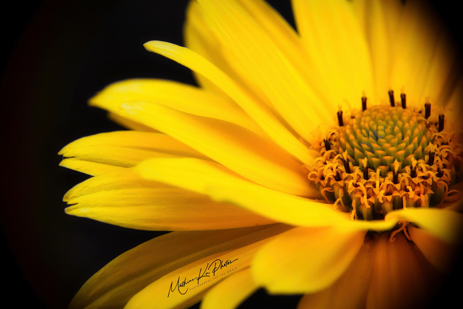 Detailreiche Makroaufnahme einer gelben Blüte
