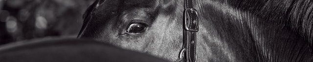 E q u e s t  F o t o Logo