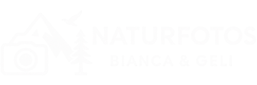 Header Shop Logo
