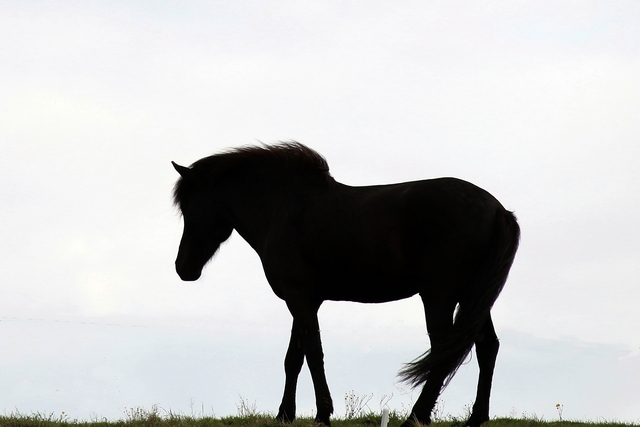 fotografie-beate-diener Logo