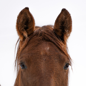 Juline Lenz | StarJule Photography