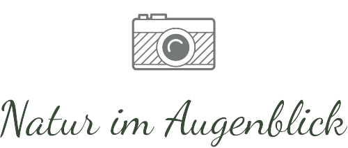 Header Shop Logo