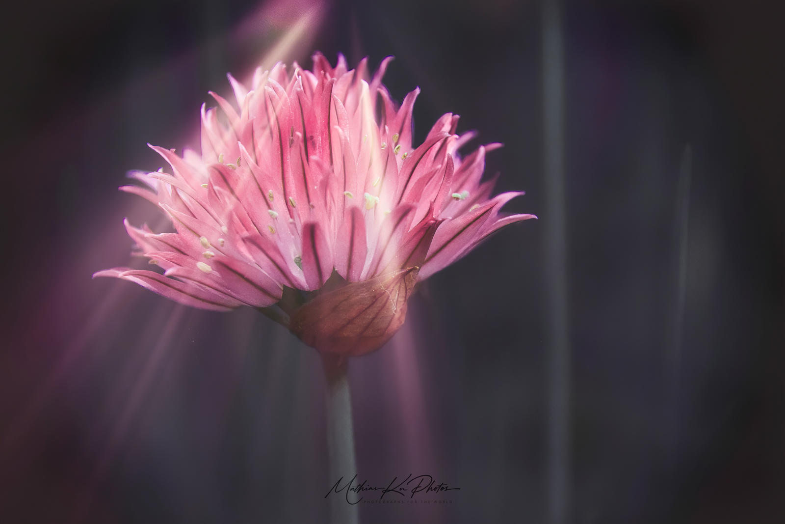 Detailreiche Makroaufnahme einer rosa Blüte im weichen Licht