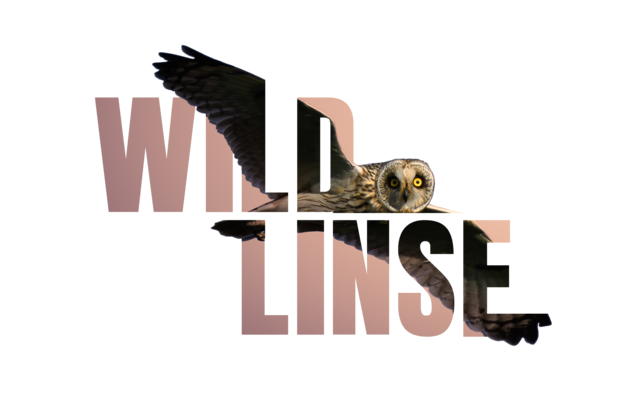 wildlinse Logo